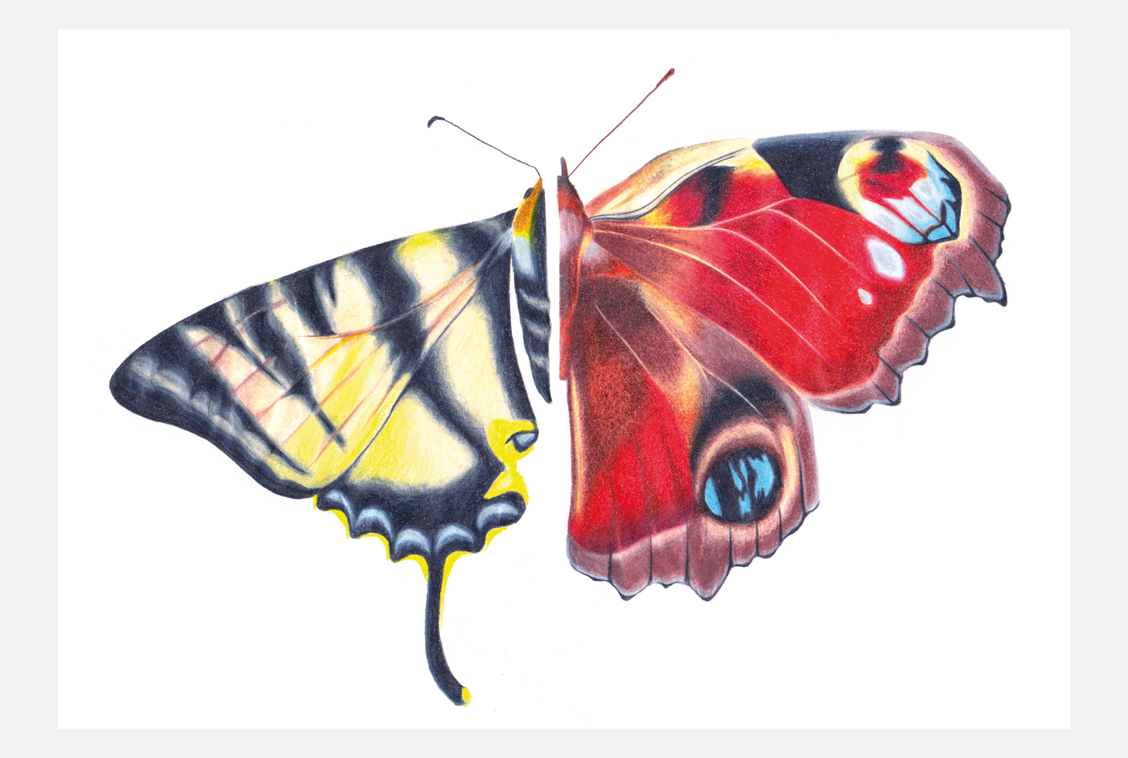 Illustrations aux crayons de couleur