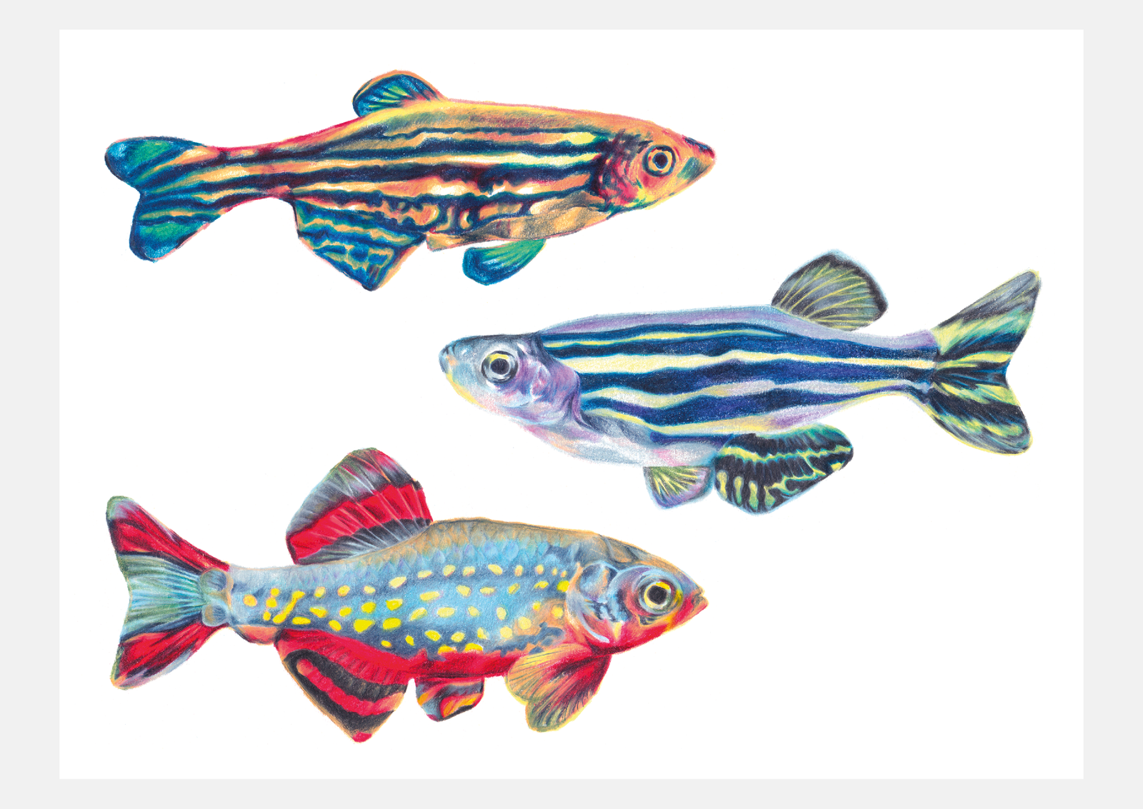 Illustrations aux crayons de couleur