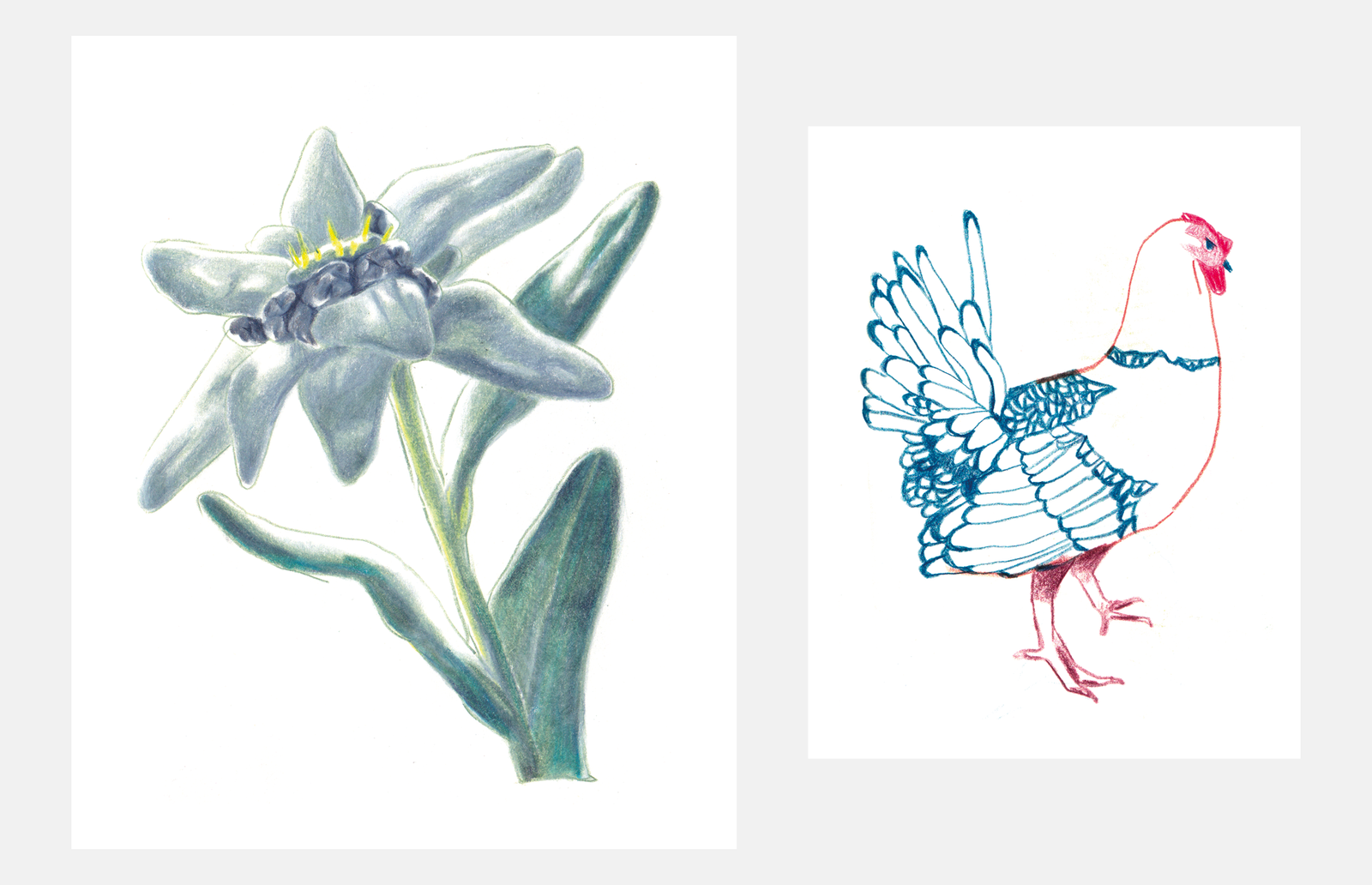 Illustrations aux crayons de couleur