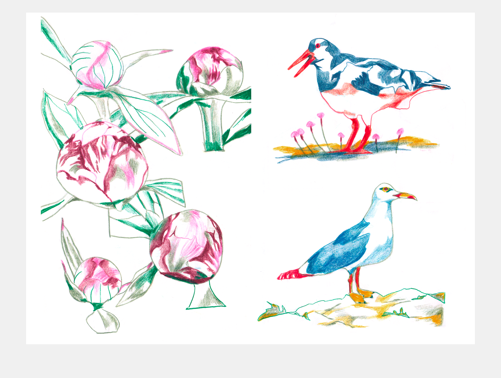 Illustrations aux crayons de couleur