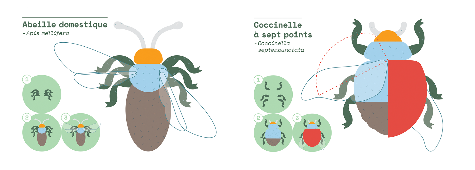 Outil insectes, carte modèles abeille et coccinelle