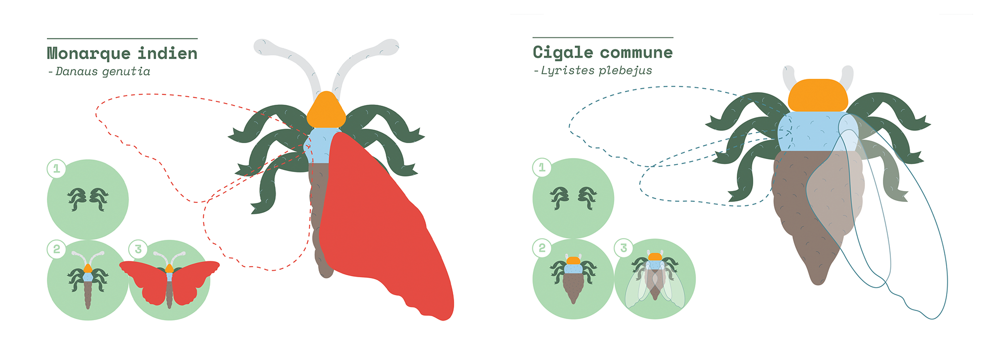 Outil insectes, carte modèles monarque et cigale