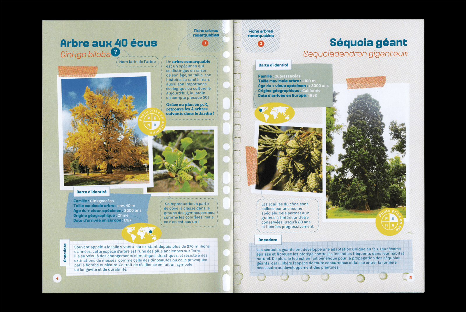 Cahier d'activité, Fiches arbres