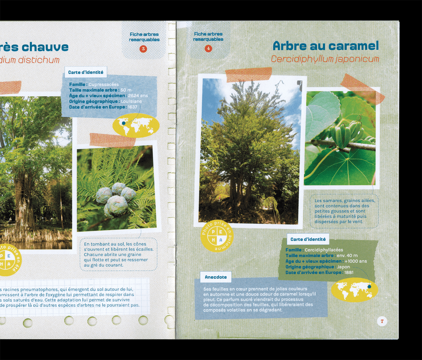 Cahier d'activité, Fiches arbres